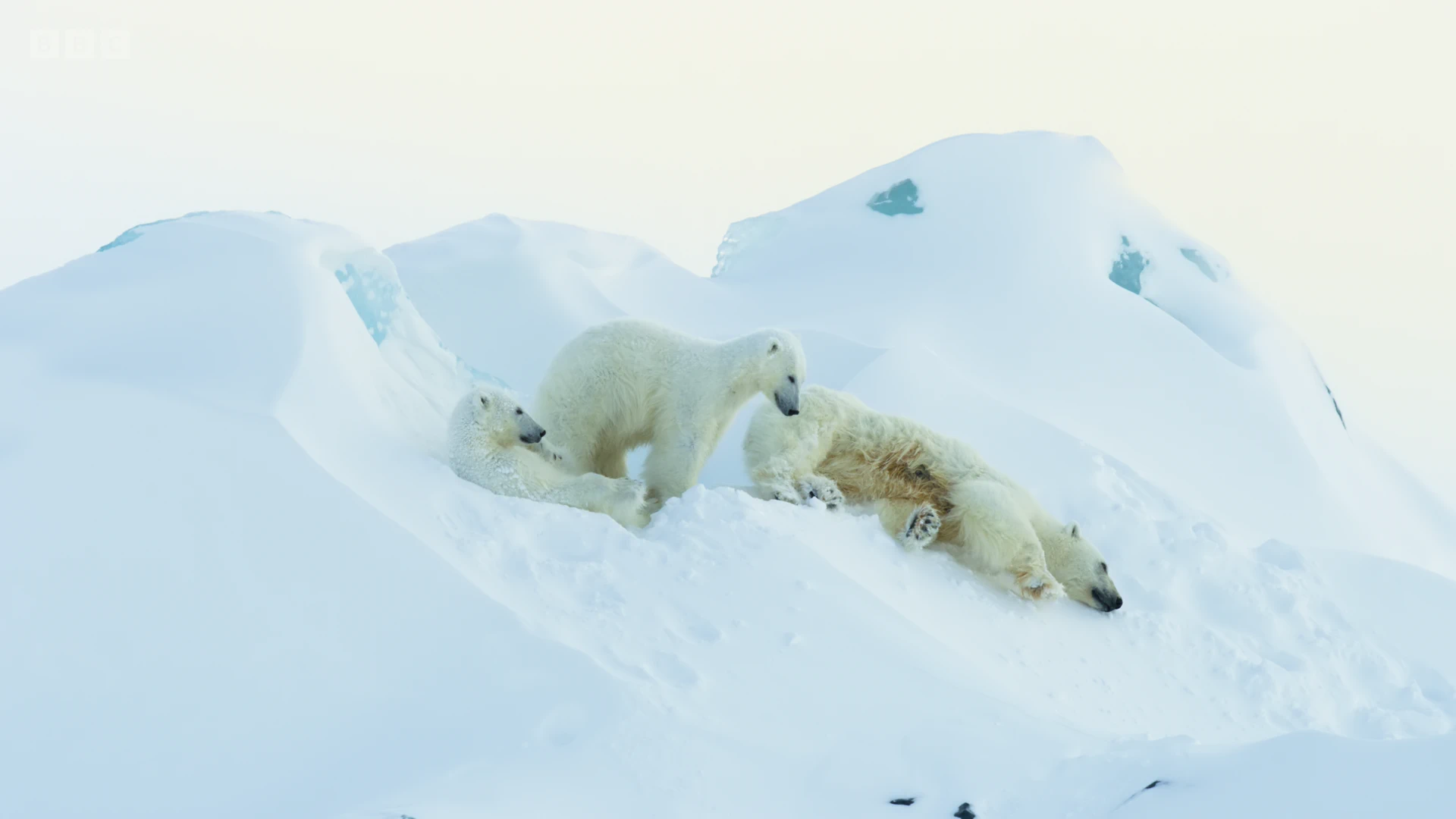 Polar bear (Ursus maritimus) as shown in Frozen Planet II - Frozen Worlds